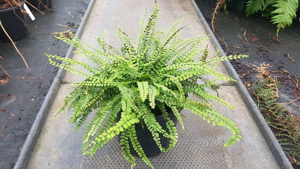 Asplenium trichomanes ---